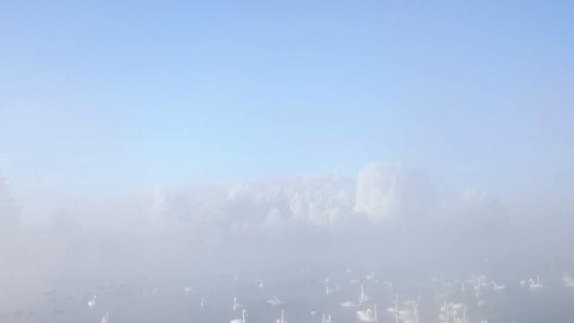 Лебеди смотреть онлайн
