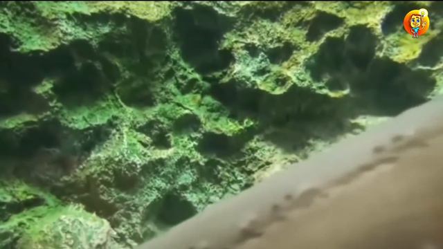 БҰЛ ТОҚТЫ БАЛЫҚТАР НЕЛЕРГЕ ҚАБІЛЕТТІ ЕКЕНІН КӨРІҢІЗ