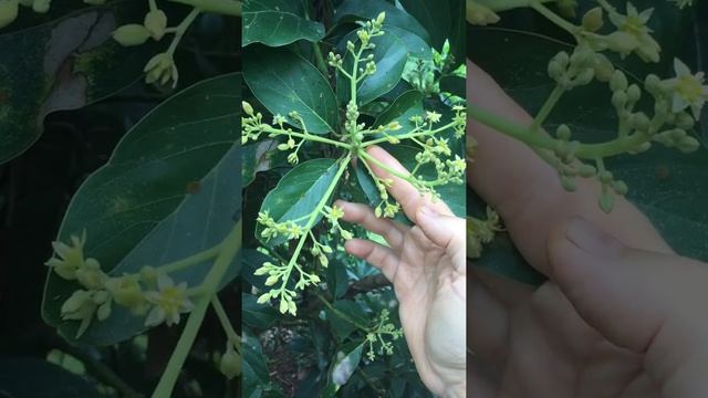 видео авокадо цветение смотреть онлайн