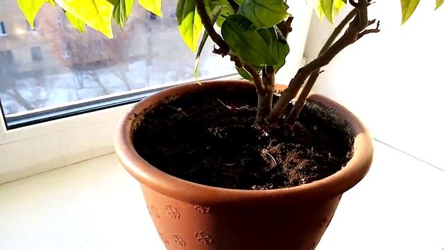 #клеродендрум томсона один из самых красивых листопадных кустарников смотреть онлайн