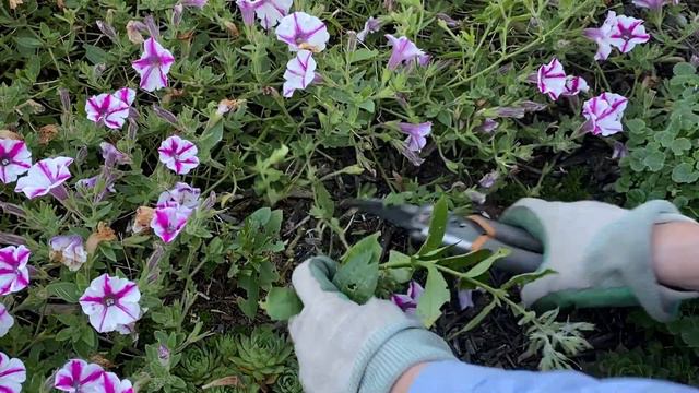 Phlox Paniculata, Purple Flame; White Eyed Flame - Cut Back October 6