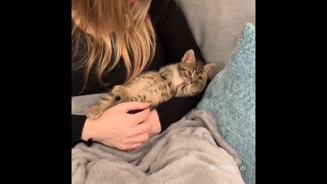 Кот наплакал