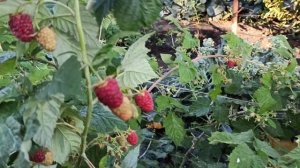 Ремонтантная малина Карамелька - сладкое лакомство! Омск, 27.08.2021г.