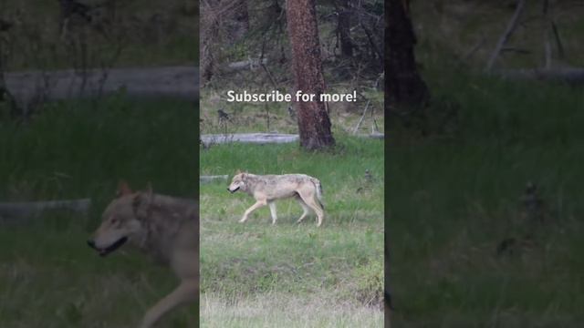 Wolf encounter In Yellowstone National Park! #wolf #wildlife #animals #wolves #wolfpack #nature смотреть онлайн
