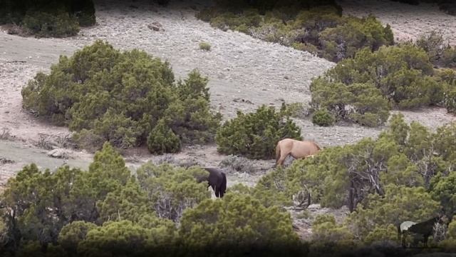 Mustang Salvaje ¿De Que Razas Se Formo? (Líneas De Caballos Mustang) ?-Del Cerro Soy смотреть онлайн