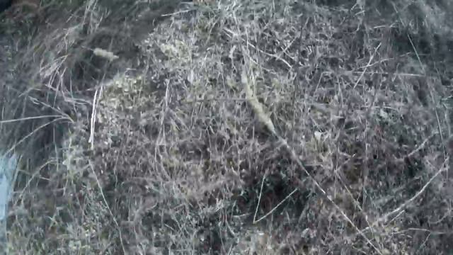 чупакабра липецкая/ Chupacabra of Lipetsk смотреть онлайн