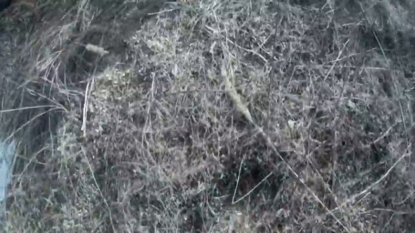 чупакабра липецкая/  Chupacabra of Lipetsk