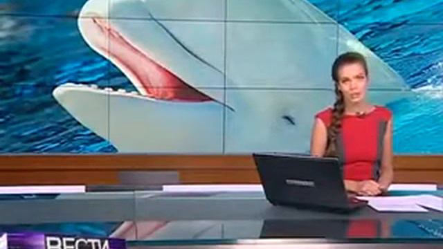 Кит заговорил человеческим голосом смотреть онлайн