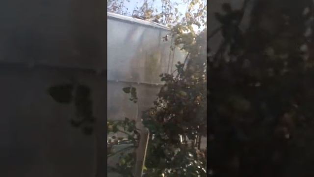 Установка конька на теплицу смотреть онлайн
