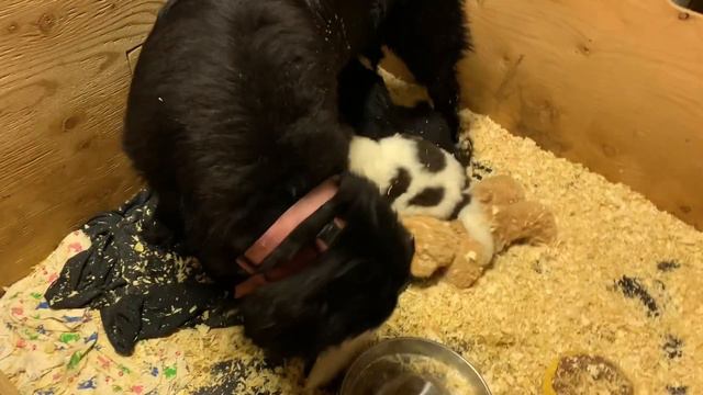 Pupdate! Caring For Newfoundland Puppies! Plus We Got Some New Additions.