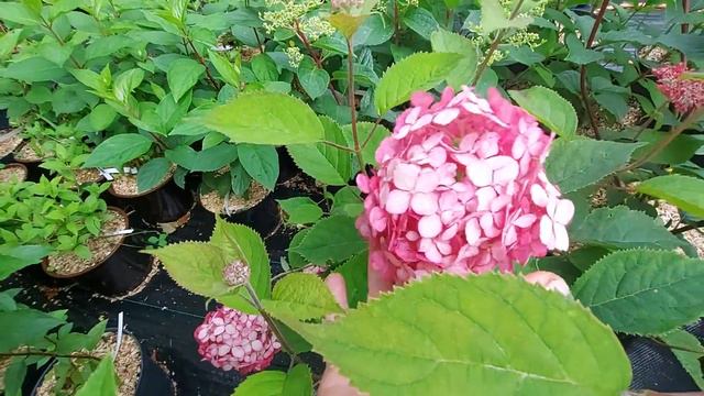 Метельчатые гортензии. Как они выглядят на 24.07.23. смотреть онлайн