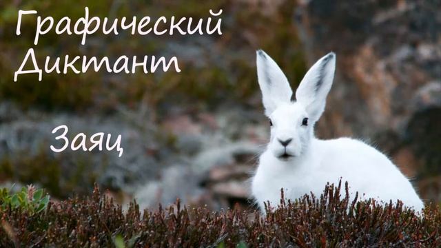 Графический Диктант Заяц смотреть онлайн