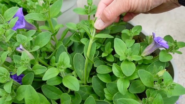 【挿し芽】成功率UP❢のため気を付けたこと、まとめ‼Increased Success rate of Cuttings🌱🌺 смотреть онлайн