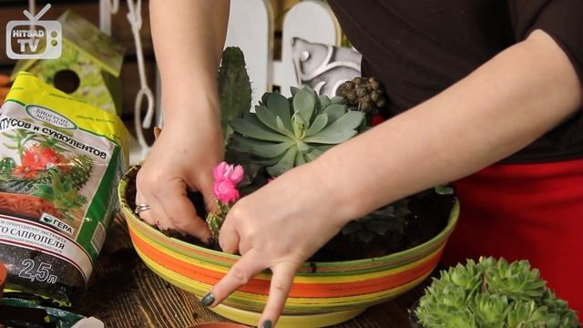 Композиция из суккулентов и кактусов ✅ Мастер класс Хитсад