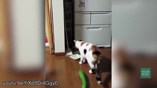 Опасные огурцы, пугающие котов приколы))) смотреть онлайн