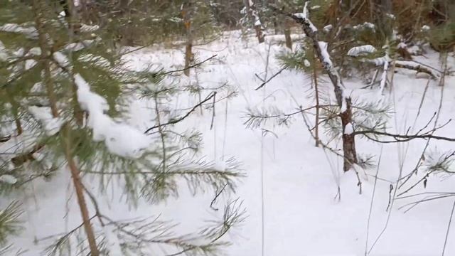 Сад?Огород "Зимний грибной суп" смотреть онлайн