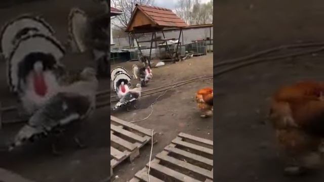 "Свійська птиця", бесіда. Четверик Л.М. смотреть онлайн