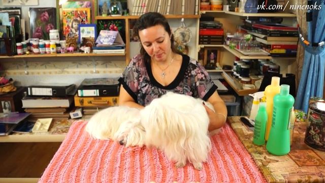 Лёгкий УХОД за мальтийской БОЛОНКОЙ вопреки всем мнениям! смотреть онлайн