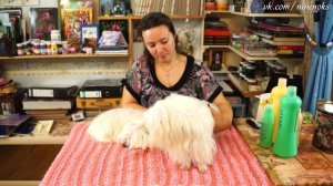 Лёгкий УХОД за мальтийской БОЛОНКОЙ вопреки всем мнениям!