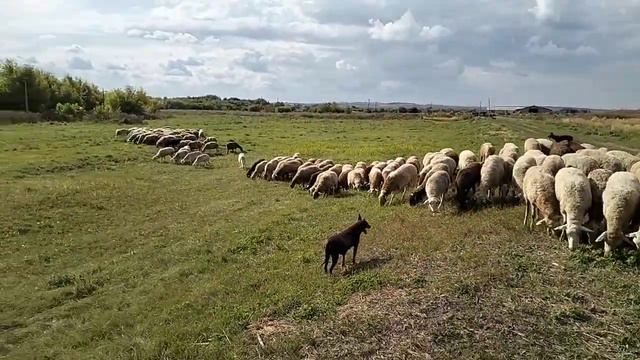 Келпи пасут овец смотреть онлайн