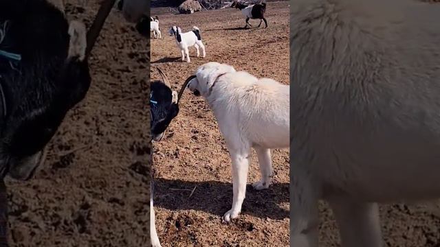 Bebs won't leave the dog alone. смотреть онлайн