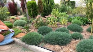 Эти почвопокровные цветы украсят сад даже зимой.