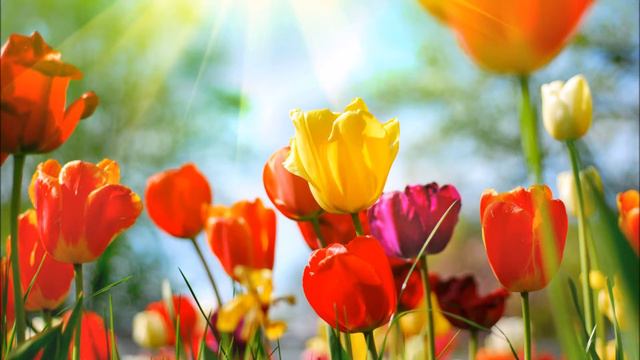 Melancholia - Field of Tulips смотреть онлайн