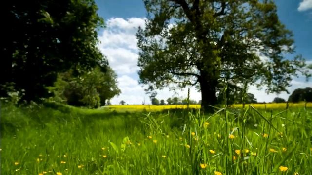 DEN "В.и.Н.о" - История, которую поведал мне старый дуб. Озвучил: А. Тамилин смотреть онлайн