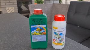 Грибковое заболевание  голубой ели. Профилактика и методы лечения.