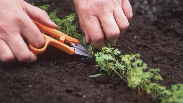 Как прореживать морковь смотреть онлайн
