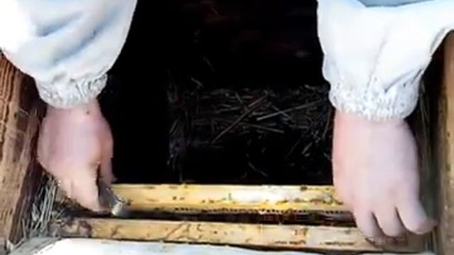 Карника Пешец. Весенняя ревизия. смотреть онлайн