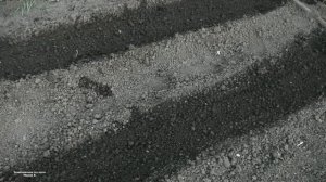 КАК ОБЕЗЗАРАЗИТЬ И ПОСАДИТЬ  КУПЛЕННУЮ РАССАДУ  КЛУБНИКИ  .