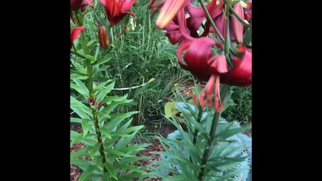 #лилия_Вишенка#цветок лилия#цветение лилии# Lilium _Vishenka_чалмовидная_ лилия#