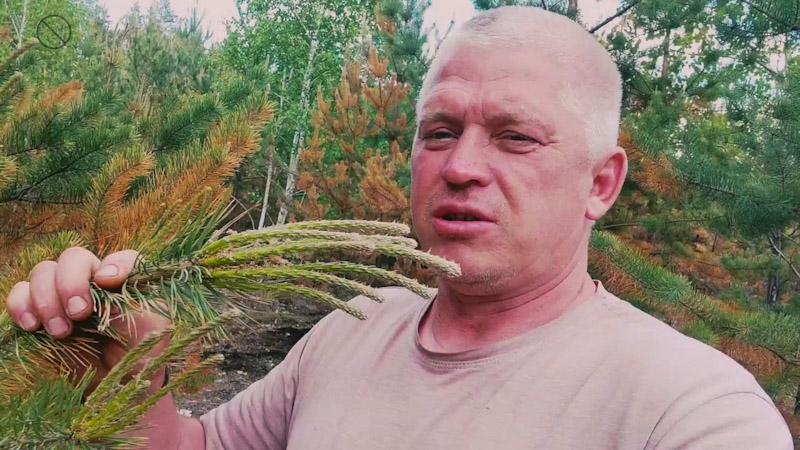 Сезон сбора сосновых почек Лучшее средство от кашля смотреть онлайн