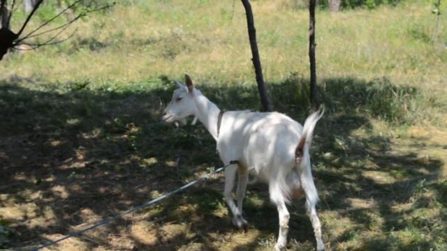 Прикол с козой Коза упала смотреть онлайн