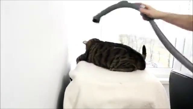 Хит сети: кот,который не боится пылесоса смотреть онлайн