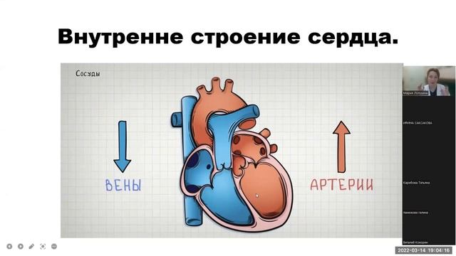 Пороки сердца. Строение сердца. Анатомия сердца. Доктор Лопухина. Часть 1. смотреть онлайн