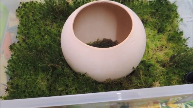 Электробезопасный (5 Вольт) увлажнитель воздуха из живого ? мха. (Biofilter).