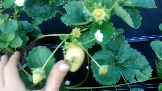 Клубника ЭВИС ДЕЛАЙТ смотреть онлайн