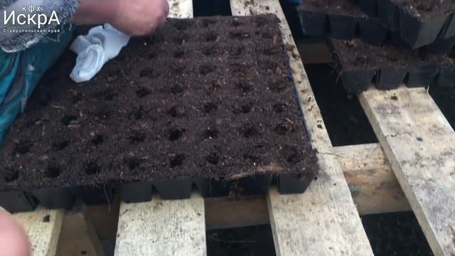 Посев сладкого перца "Богатырь" на рассаду. 8 марта 2019 смотреть онлайн