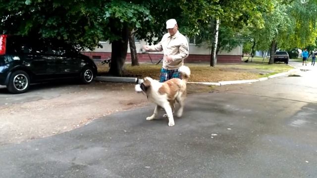 Воспитание толерантности к другим собакам на примере дворняг. Московская сторожевая. смотреть онлайн