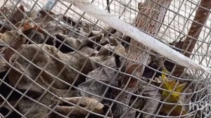 киви Хэйворд, второй год, прививка киви на виноград