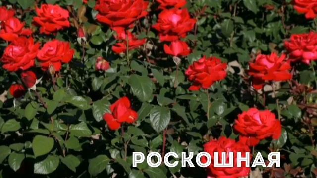 Роскошная роза Гранд Аморе.