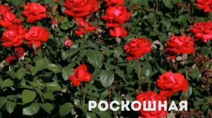 Роскошная роза Гранд Аморе.