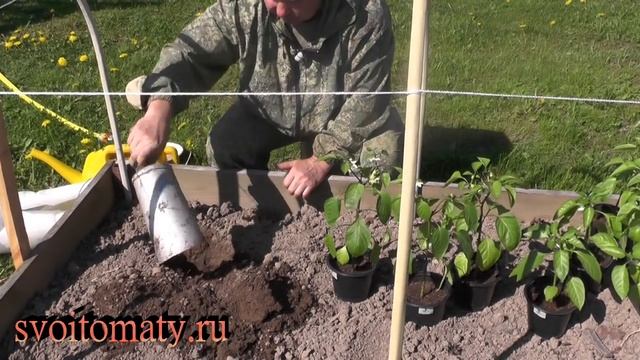 Рассада перцев двумя способами «Высадка» смотреть онлайн