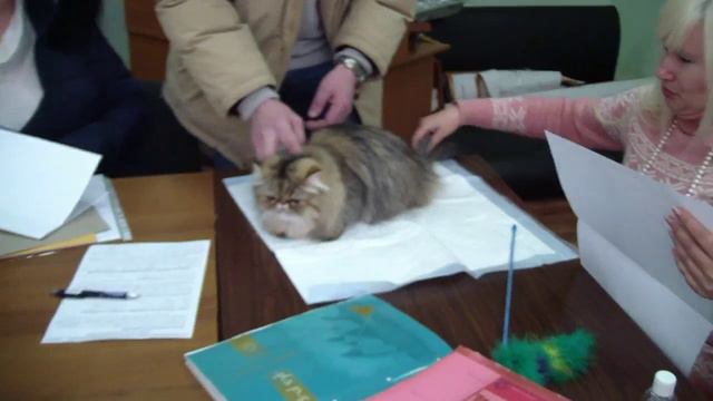 Прием в клубе кошек PCA 07.02.2016г. смотреть онлайн