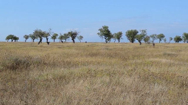 Успокаивающая музыка и виды крымской саванны. #релакс #relax #relaxing #relaxingmusik #релаксмузыка смотреть онлайн