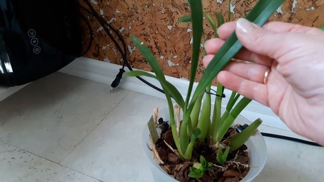 Мой онцидиум, мильтонии. Мой уход. Изменения. смотреть онлайн