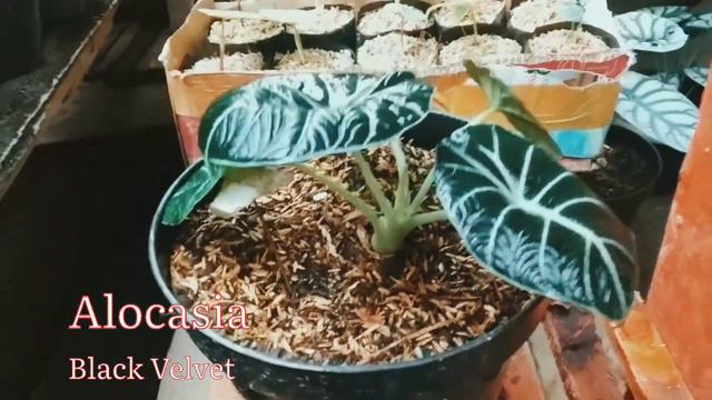 Alocasia Black Velvet Indukan #kampungtanamanhias смотреть онлайн