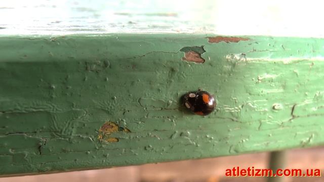 Алиса нашла божьих коровок-арлекин, которых у нас не было раньше смотреть онлайн